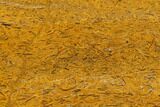 Polished Miriam Stone Slab - India #130893-1